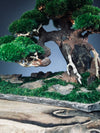 Old Guard - Smaller version (Preserved Plants)