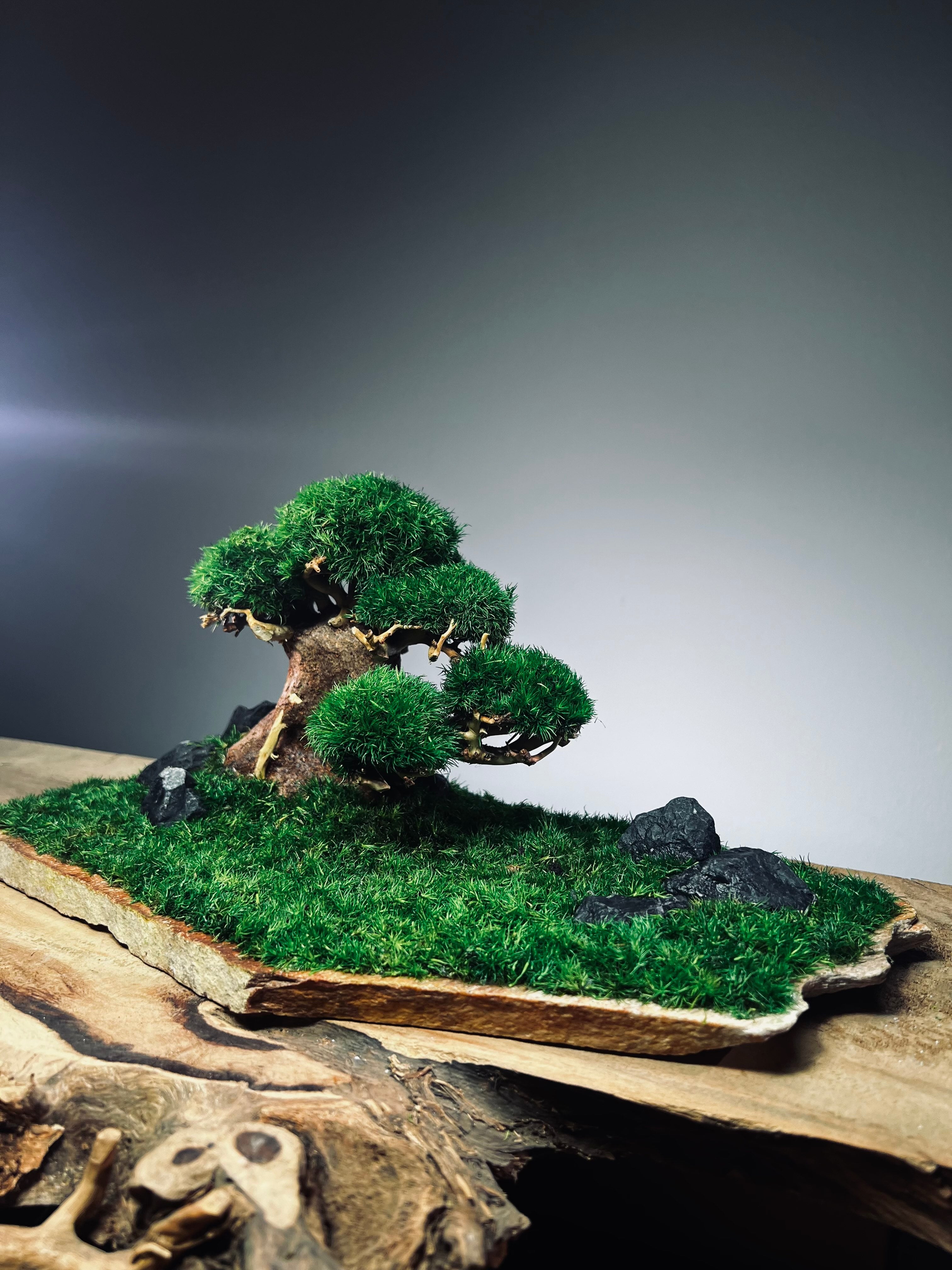 Slow Wood - Young - Garden edition (Preserved Plants)