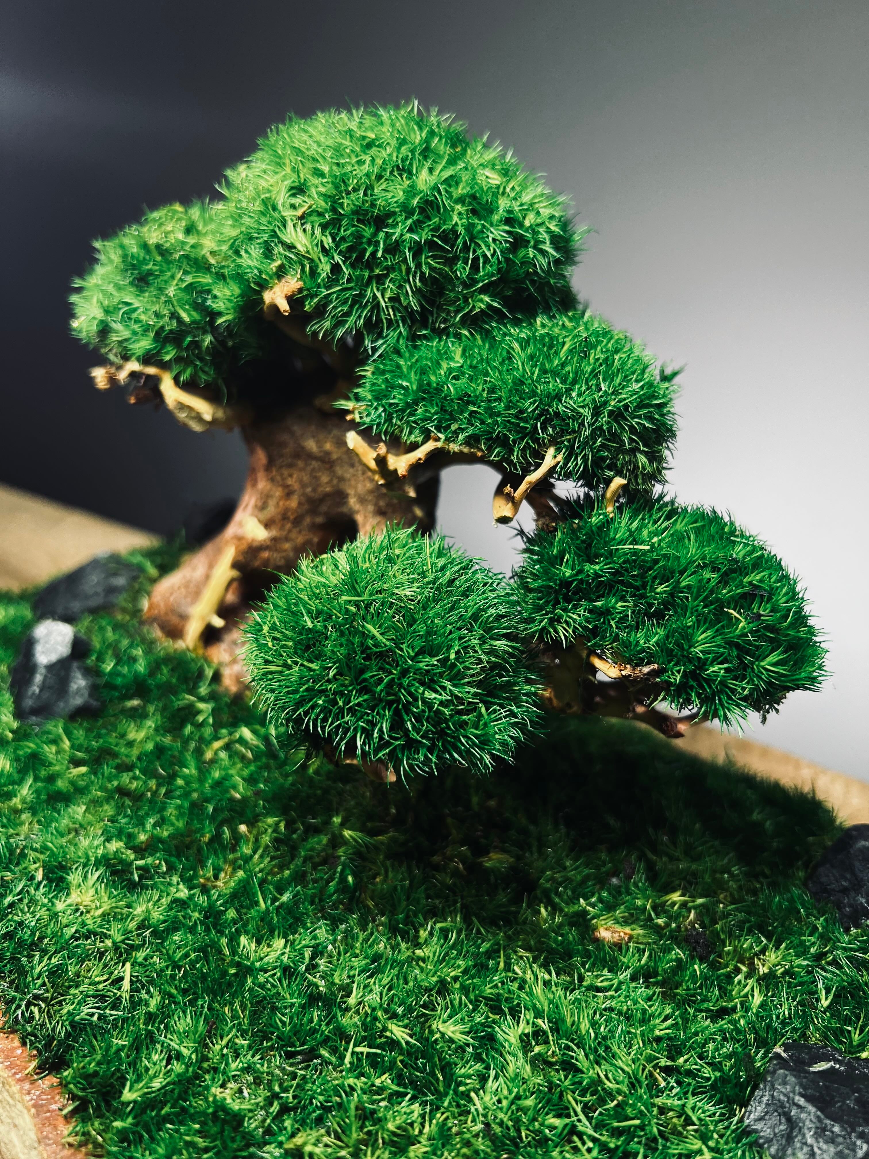 Slow Wood - Young - Garden edition (Preserved Plants)