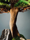 The Windcut Wood - Medium version - Raw (Preserved Plants)