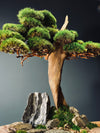 The Windcut Wood - Medium version - Raw (Preserved Plants)