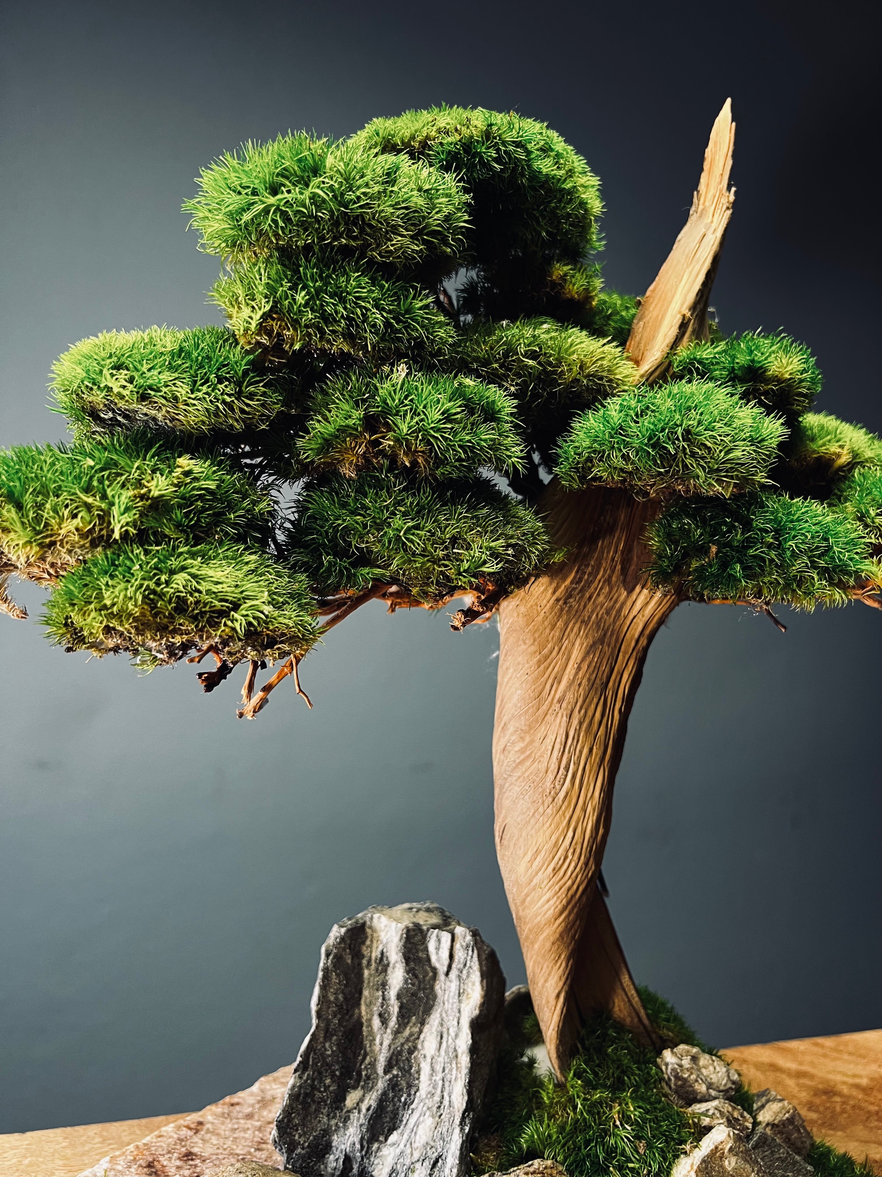 The Windcut Wood - Medium version - Raw (Preserved Plants)