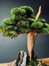The Windcut Wood - Medium version - Raw (Preserved Plants)