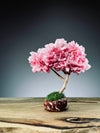 A Small Tree in the East - Sakura (Preserved Plants)