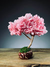 A Small Tree in the East - Sakura (Preserved Plants)