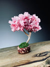A Small Tree in the East - Sakura (Preserved Plants)