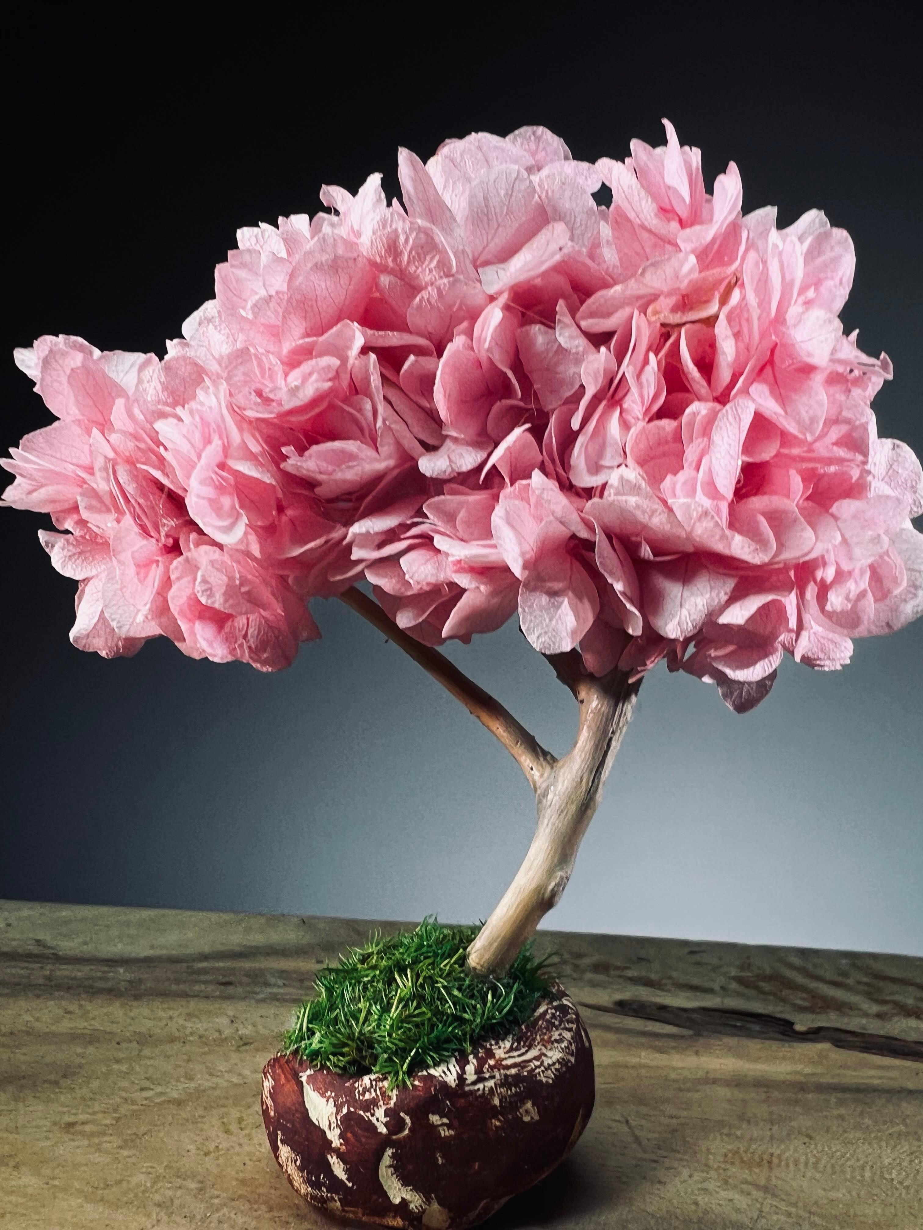 A Small Tree in the East - Sakura (Preserved Plants)