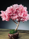 A Small Tree in the East - Sakura (Preserved Plants)
