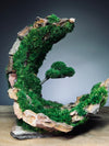 Half-Moon Bay - Crescent (Preserved Plants)