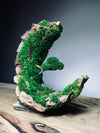 Half-Moon Bay - Crescent (Preserved Plants)