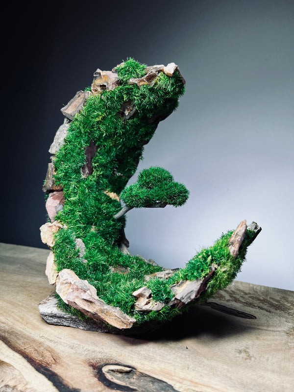 Half-Moon Bay - Crescent (Preserved Plants)
