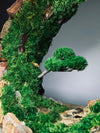 Half-Moon Bay - Crescent (Preserved Plants)
