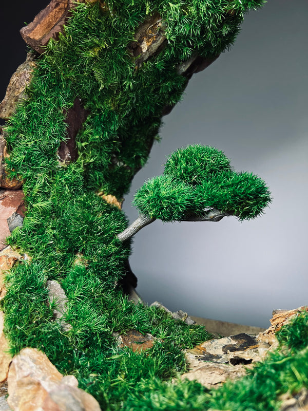 Half-Moon Bay - Crescent (Preserved Plants)