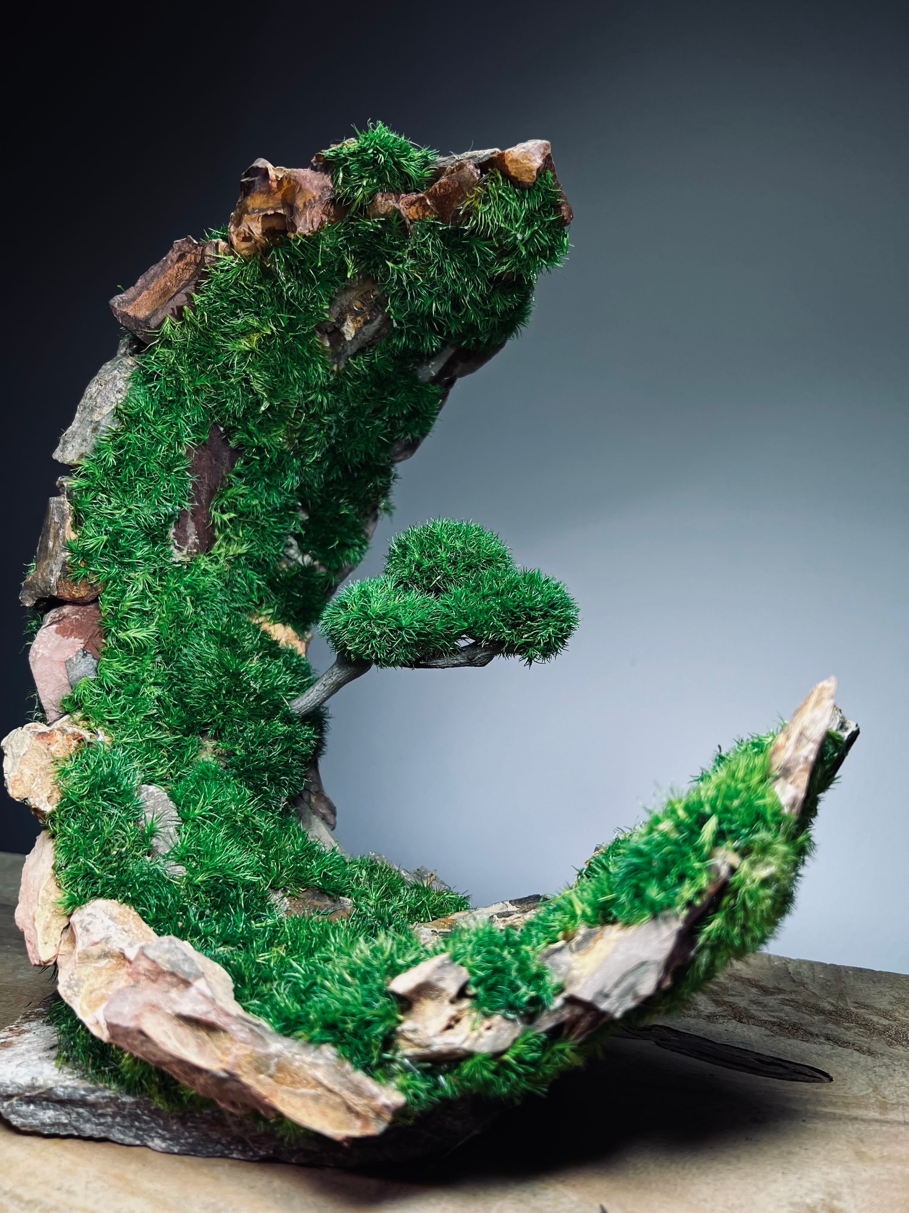 Half-Moon Bay - Crescent (Preserved Plants)