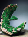 Half-Moon Bay - Crescent (Preserved Plants)