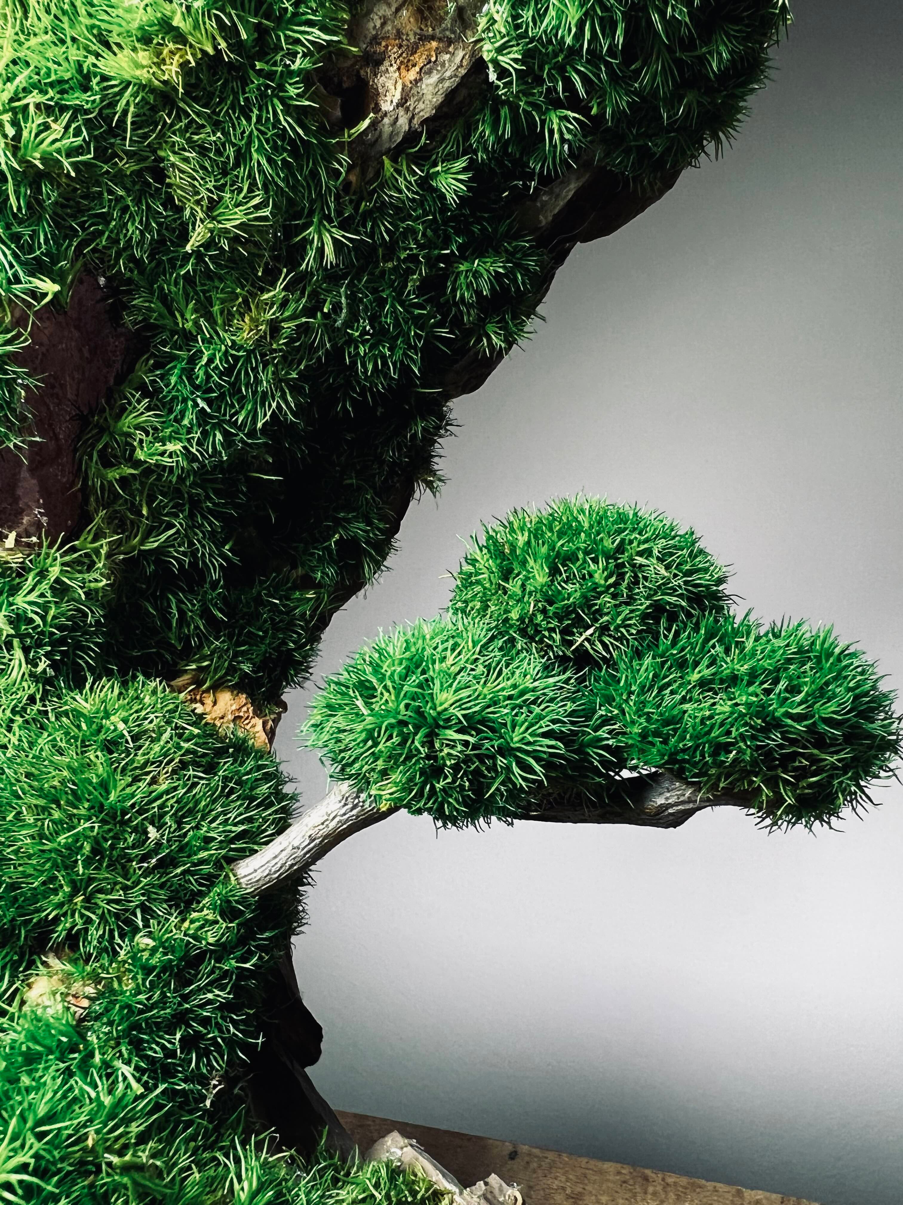 Half-Moon Bay - Crescent (Preserved Plants)