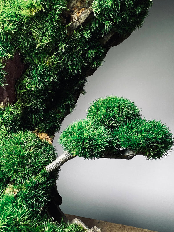 Half-Moon Bay - Crescent (Preserved Plants)