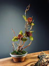 Children of the Forest - Large version (Preserved Plants)