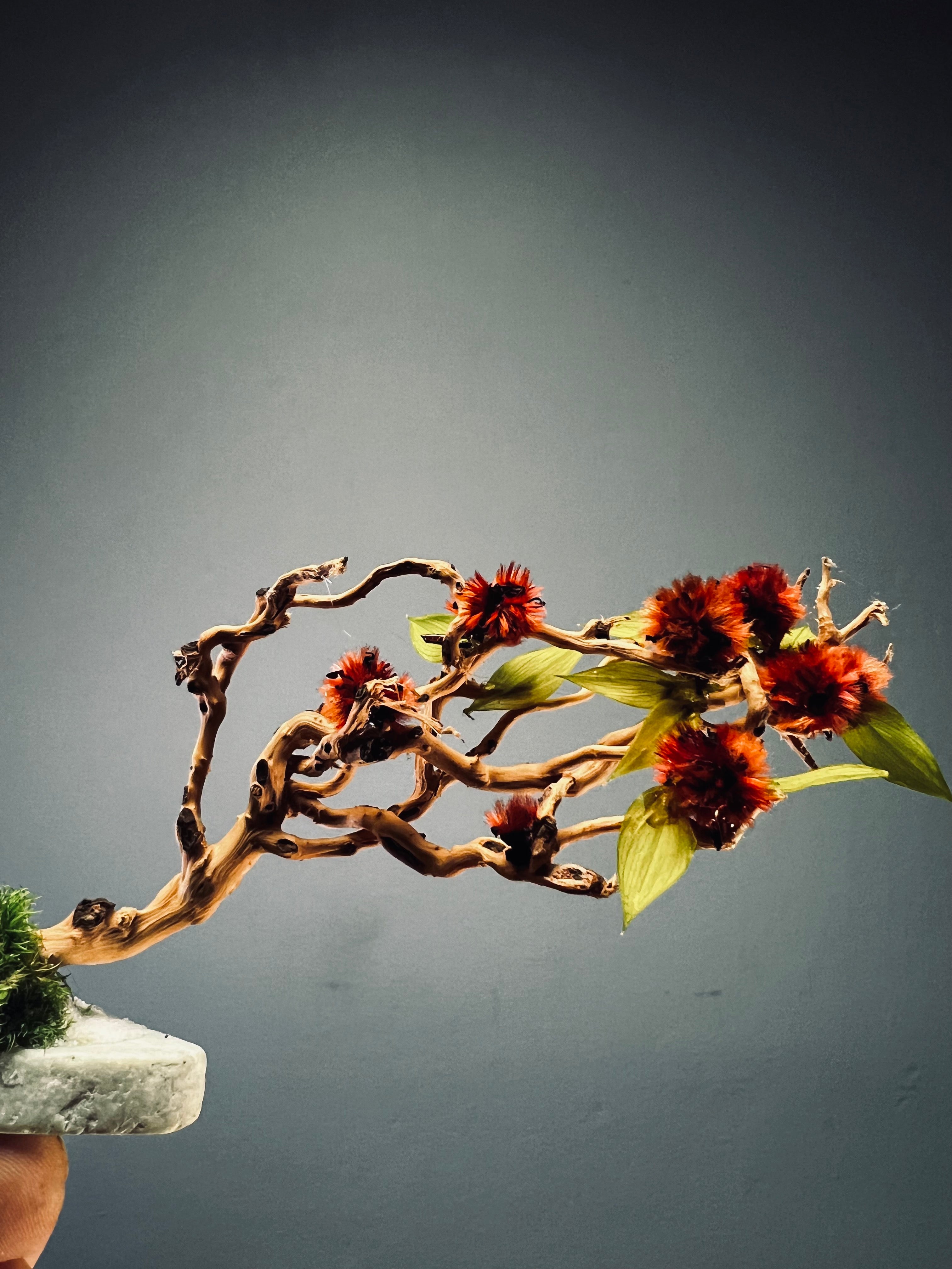A Small Tree in the East - Snowy Fruits of Early Spring (Preserved Plants)