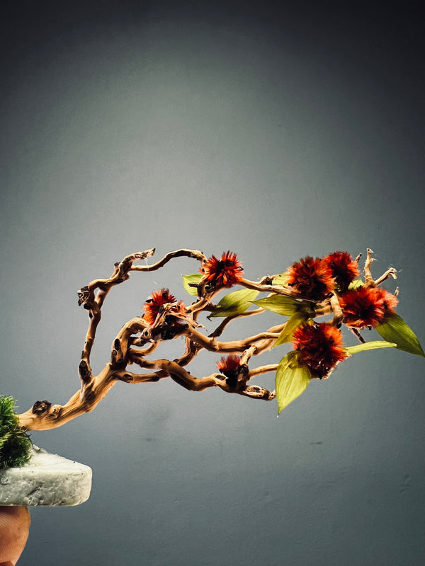 A Small Tree in the East - Snowy Fruits of Early Spring (Preserved Plants)