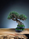 Rise - Cultured Garden (Preserved Plants)