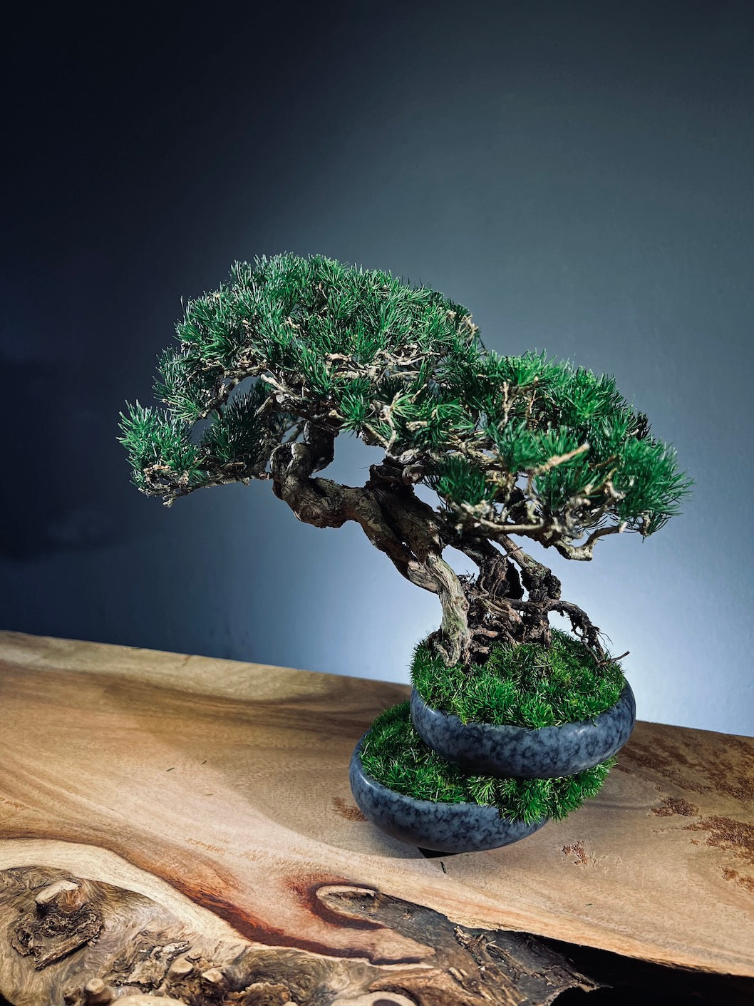 Rise - Cultured Garden (Preserved Plants)
