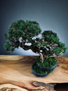 Rise - Cultured Garden (Preserved Plants)