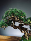 Rise - Cultured Garden (Preserved Plants)