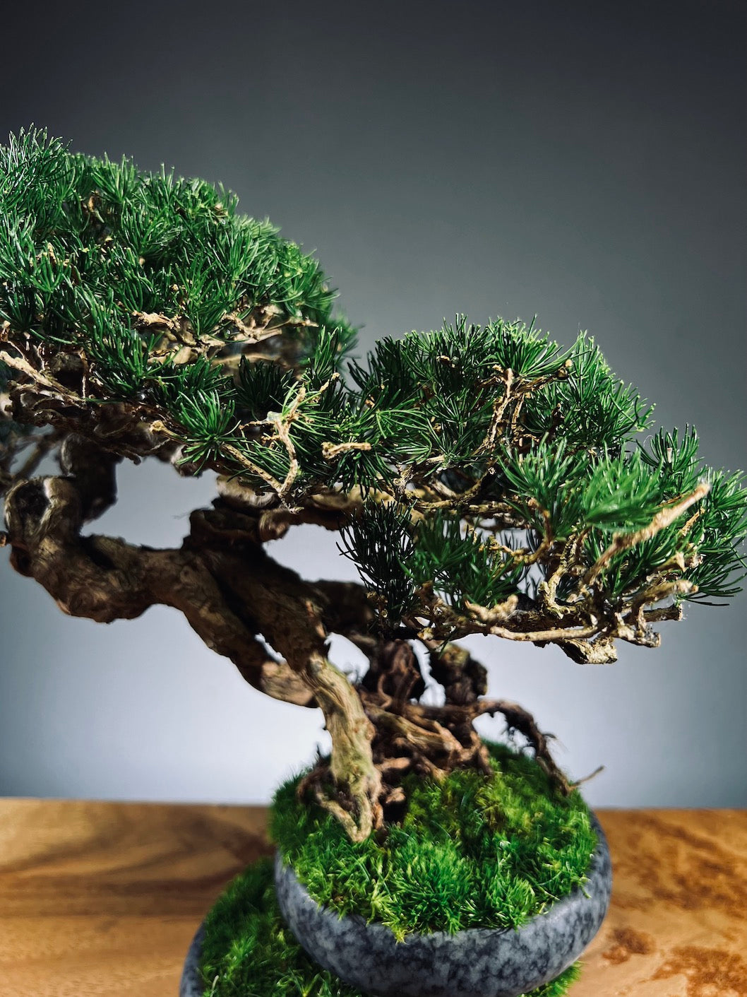 Rise - Cultured Garden (Preserved Plants)