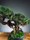 Rise - Cultured Garden (Preserved Plants)