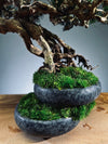Rise - Cultured Garden (Preserved Plants)