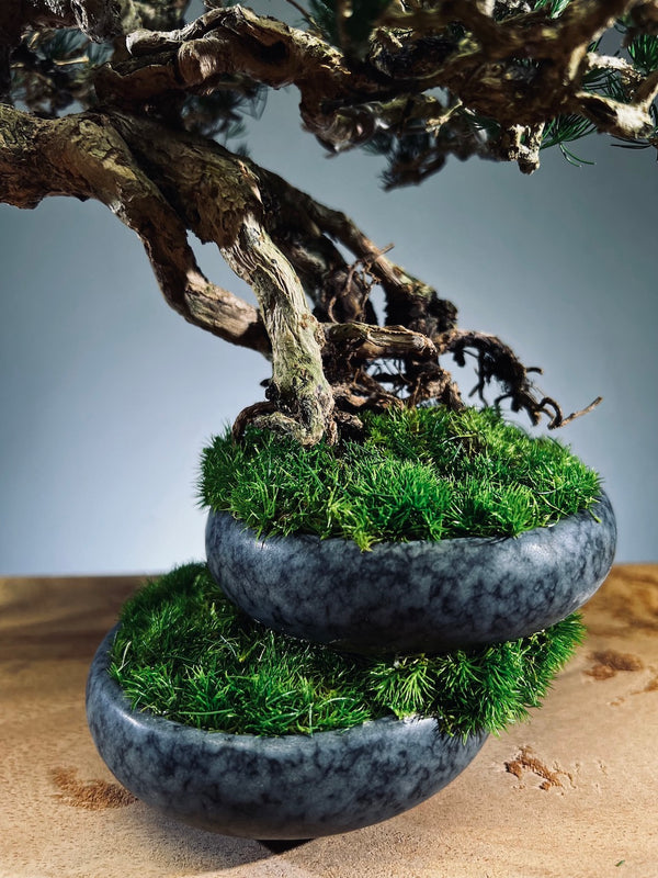 Rise - Cultured Garden (Preserved Plants)