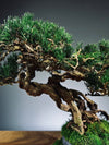 Rise - Cultured Garden (Preserved Plants)