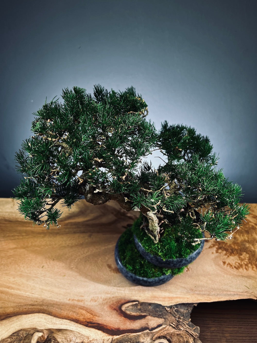 Rise - Cultured Garden (Preserved Plants)