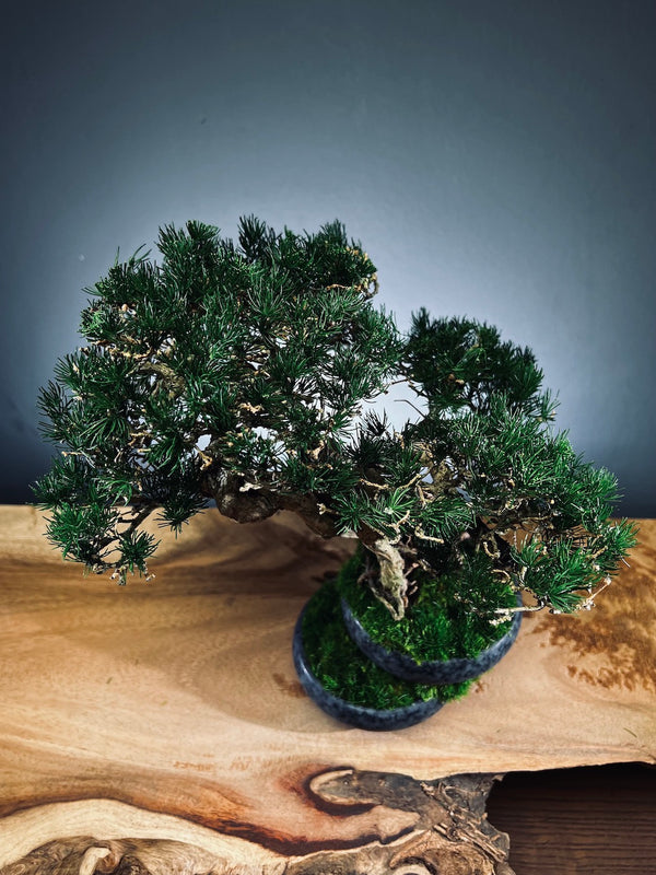 Rise - Cultured Garden (Preserved Plants)