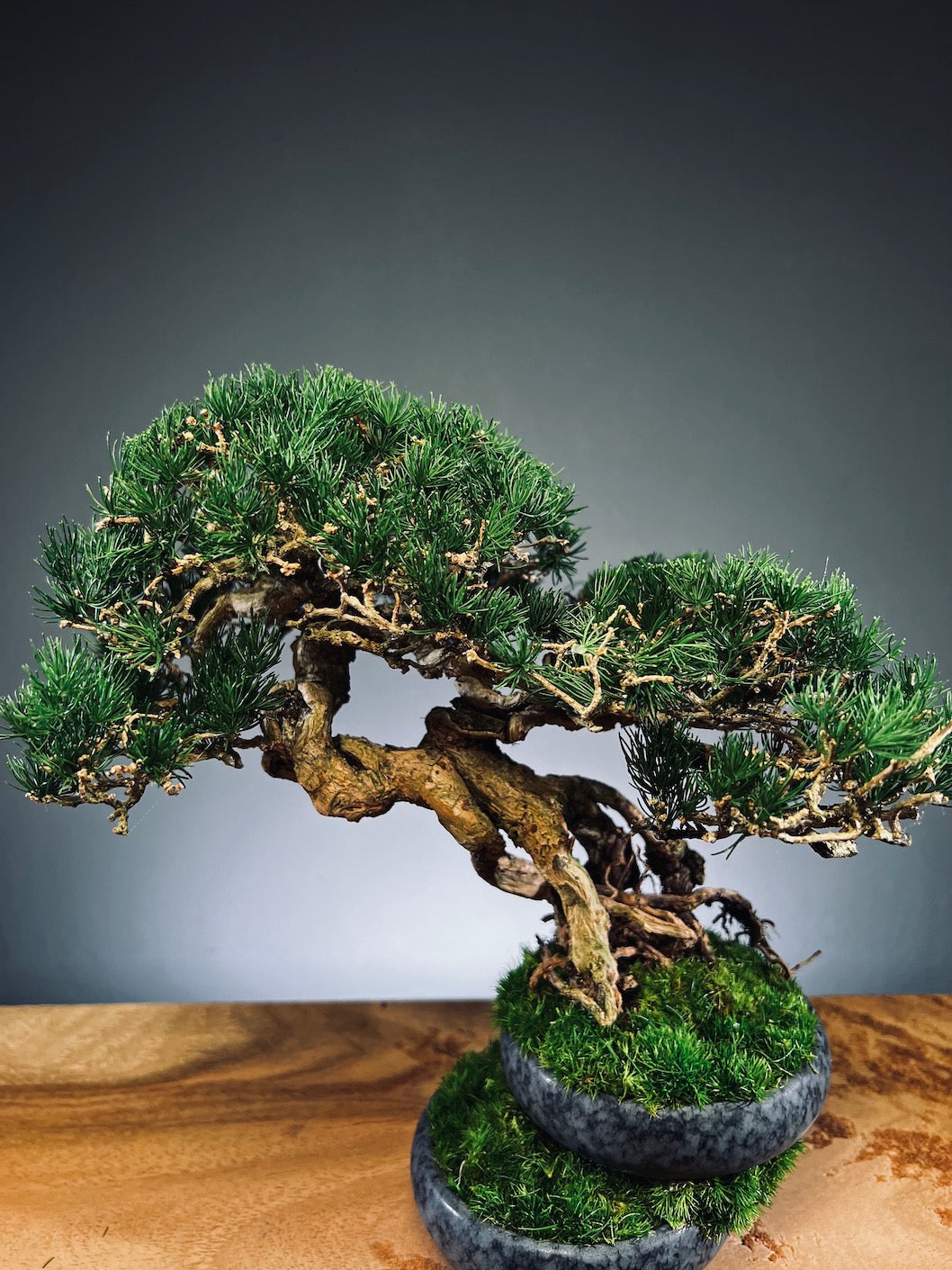 Rise - Cultured Garden (Preserved Plants)