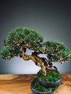 Rise - Cultured Garden (Preserved Plants)