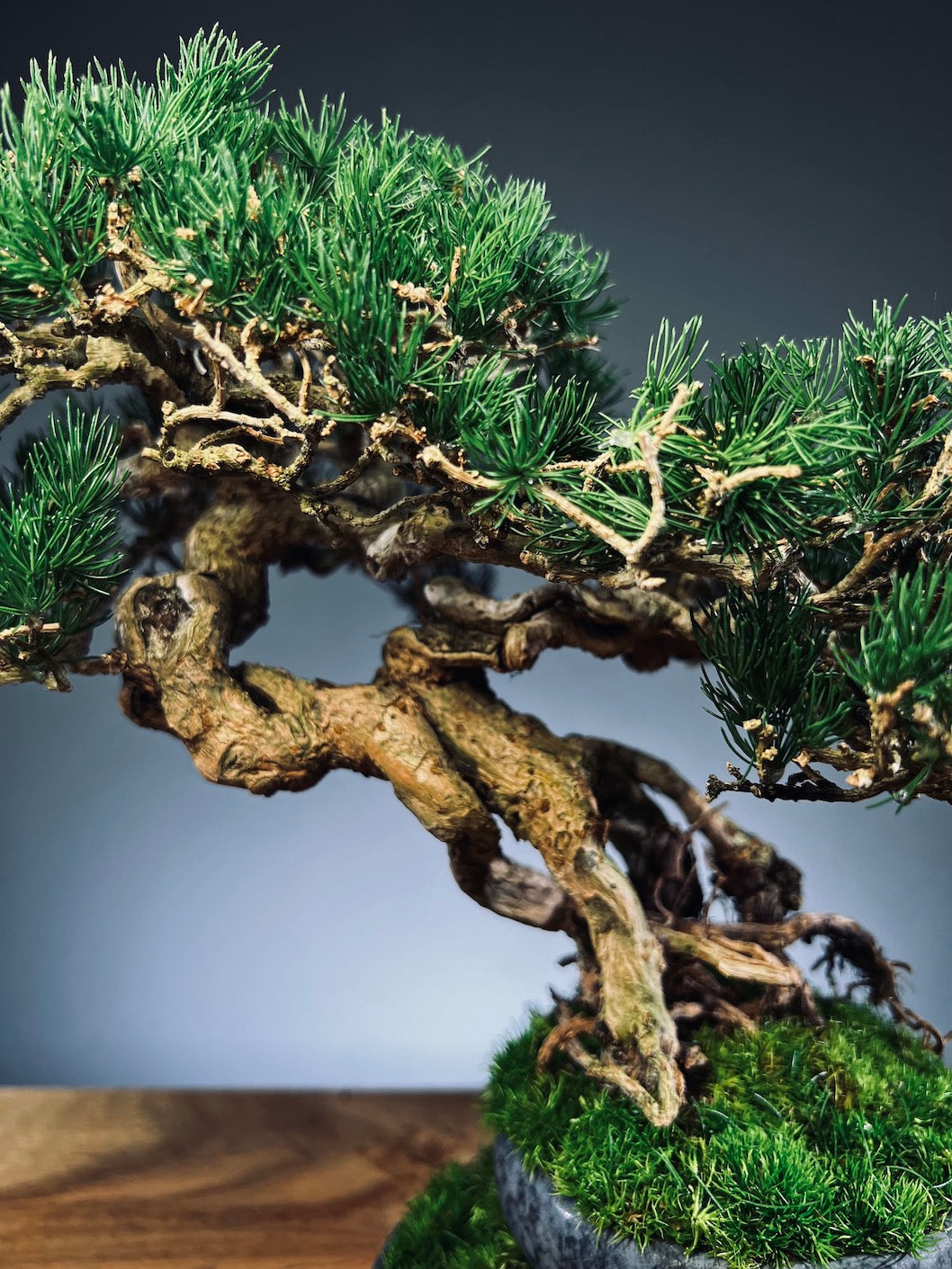 Rise - Cultured Garden (Preserved Plants)