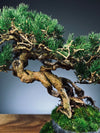 Rise - Cultured Garden (Preserved Plants)