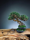 Rise - Cultured Garden (Preserved Plants)