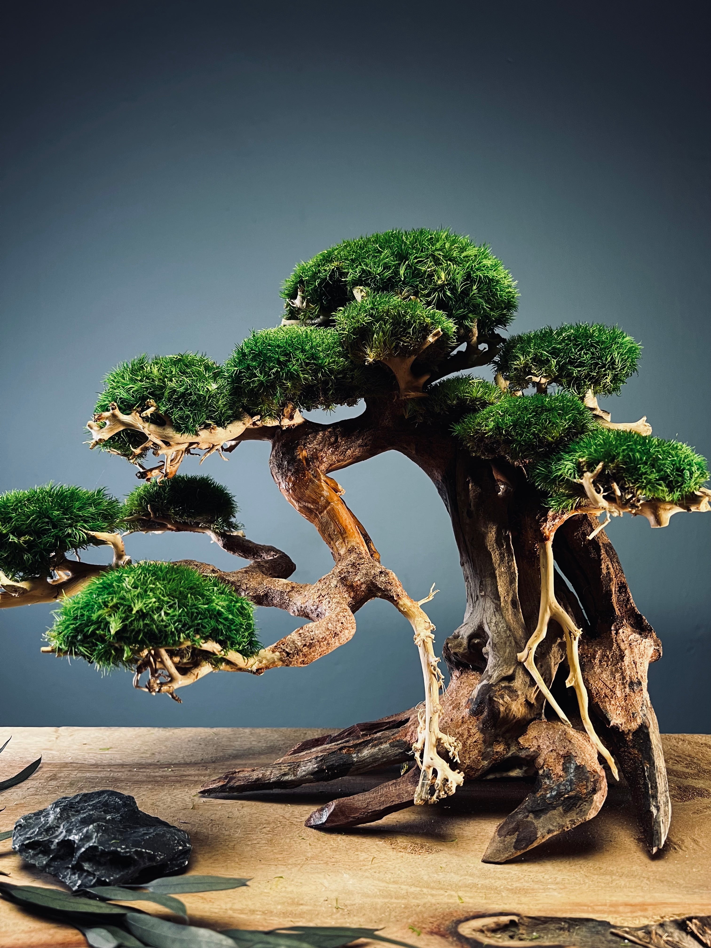 Old Guard - Classic edition (Preserved Plants)
