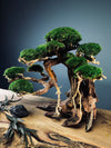 Old Guard - Classic edition (Preserved Plants)