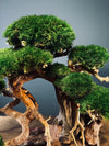 Old Guard - Classic edition (Preserved Plants)