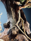 Old Guard - Classic edition (Preserved Plants)