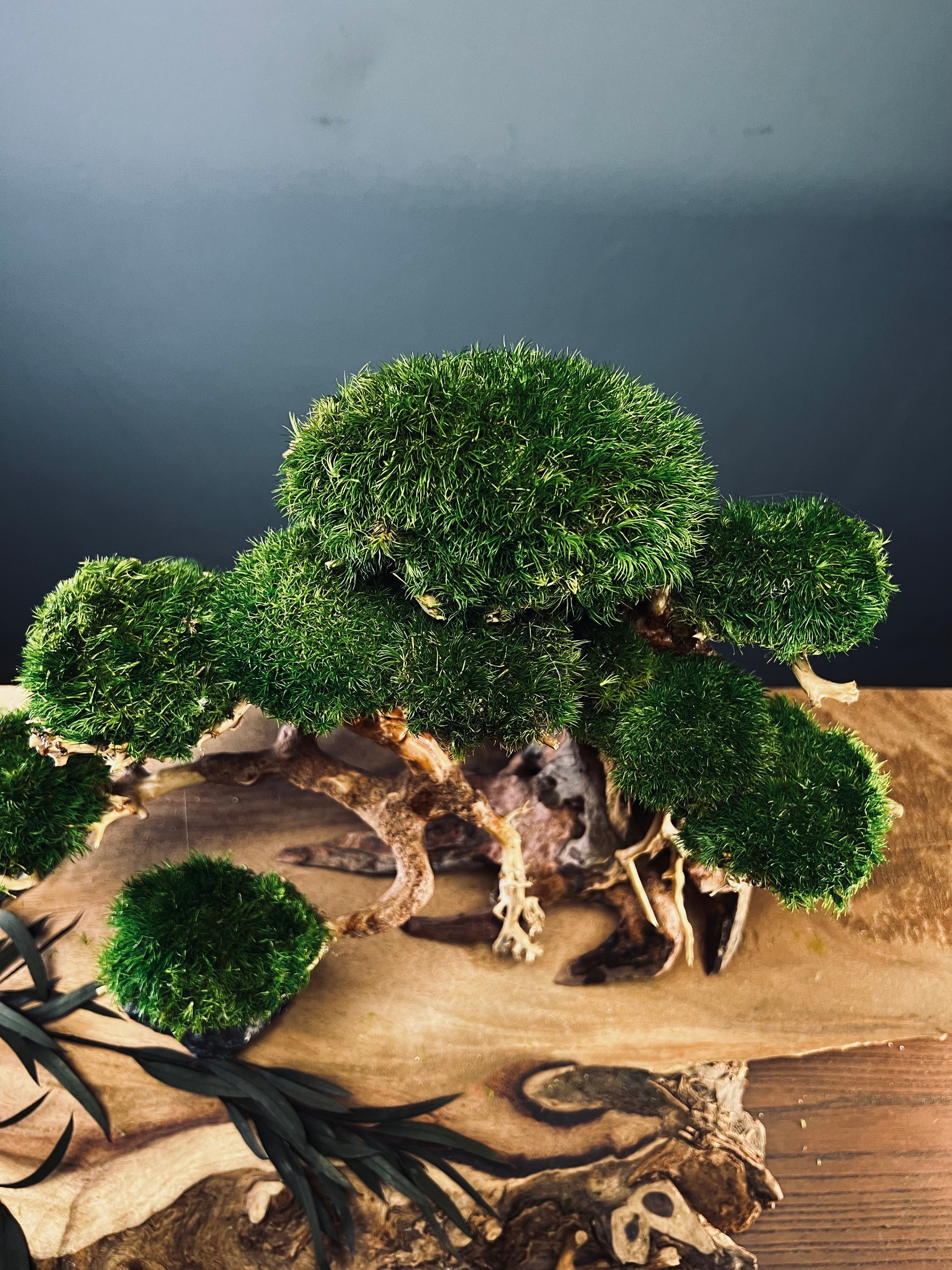 Old Guard - Classic edition (Preserved Plants)