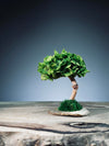 A Small Tree in the East - Sakura - Early Spring (Preserved Plants)