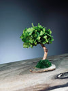 A Small Tree in the East - Sakura - Early Spring (Preserved Plants)