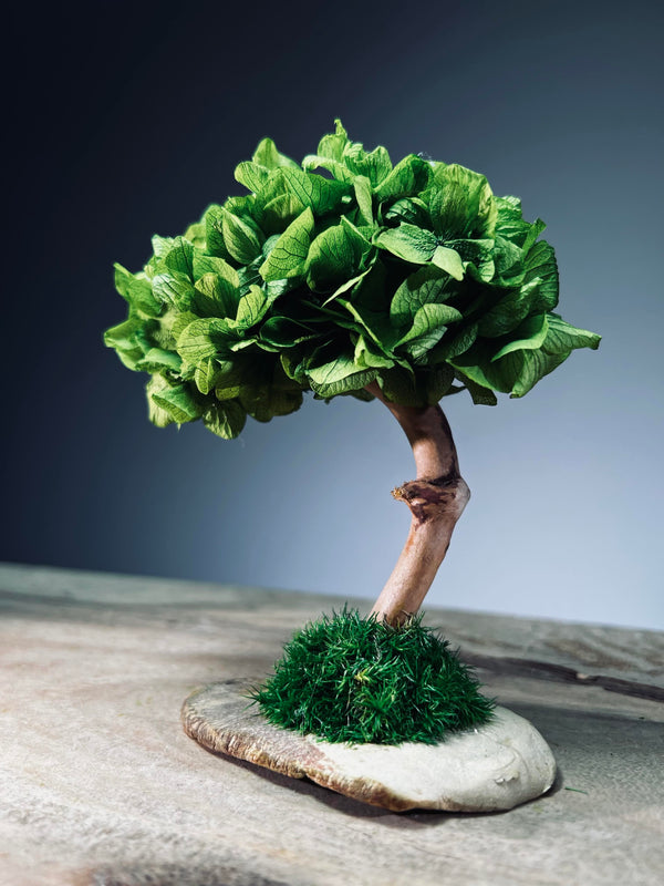 A Small Tree in the East - Sakura - Early Spring (Preserved Plants)