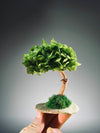 A Small Tree in the East - Sakura - Early Spring (Preserved Plants)