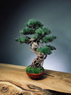 Rise - Cultured Garden (Preserved Plants)